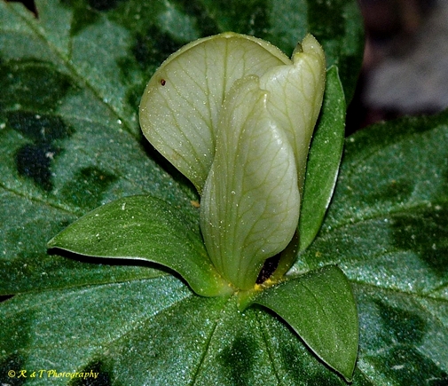 {Trillium discolor}